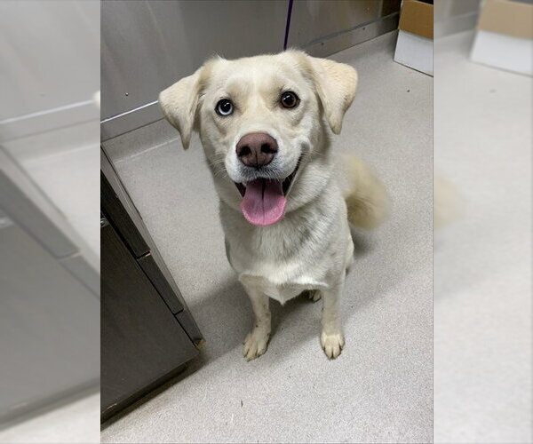 Medium Photo #1 Siberian Husky-Unknown Mix Puppy For Sale in Fairbanks, AK, USA