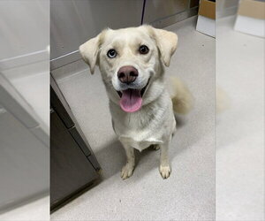 Siberian Husky-Unknown Mix Dogs for adoption in Fairbanks, AK, USA