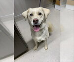 GHOST - Male Siberian Husky-Unknown Mix Dog for Adoption - Small photo