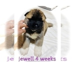 Small Photo #23 Akita Puppy For Sale in BUTLER, PA, USA