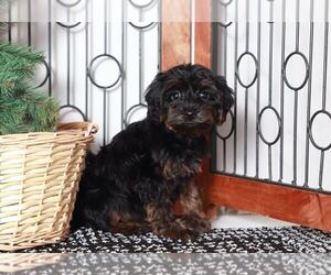 ShihPoo Puppy for sale in NAPLES, FL, USA