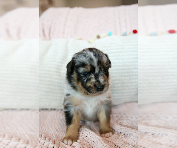 Medium Photo #6 Miniature Australian Shepherd Puppy For Sale in MARYSVILLE, IN, USA
