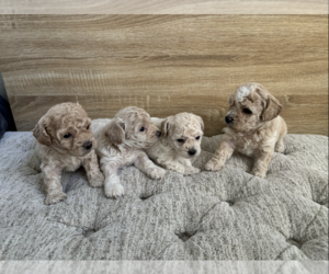 Poochon Puppy for sale in NORTH PORT, FL, USA