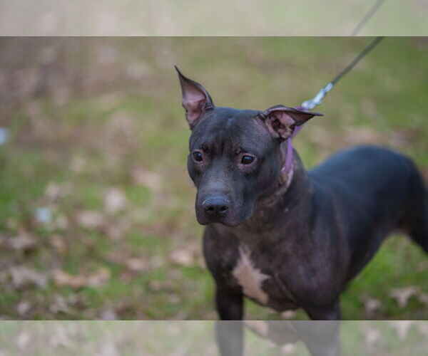 Medium Photo #13 Labrador Retriever-Unknown Mix Puppy For Sale in Munford, TN, USA