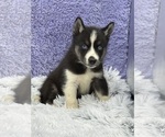 Small Photo #6 Siberian Husky Puppy For Sale in SANDY HOOK, KY, USA