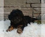 Small #1 Shih-Poo