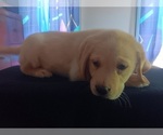 Small #22 Labrador Retriever