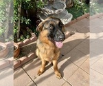 Small Photo #9 German Shepherd Dog Puppy For Sale in HESPERIA, CA, USA