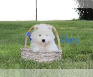 Samoyed Puppy for sale in SHILOH, OH, USA