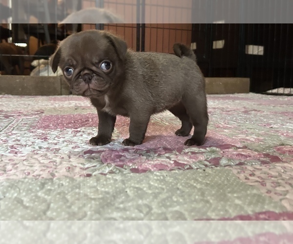 Medium Photo #1 Pug Puppy For Sale in BLOOMINGTON, IL, USA
