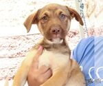 Small #2 Australian Shepherd Mix
