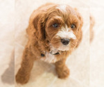 Small Photo #10 Cavapoo Puppy For Sale in BAY VIEW, WI, USA