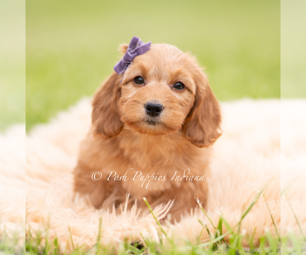 Medium Photo #97 Goldendoodle (Miniature) Puppy For Sale in WARSAW, IN, USA