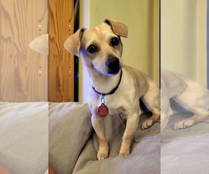 Chihuahua-Unknown Mix Dogs for adoption in Bellevue, WA, USA