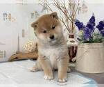 Small Photo #4 Shiba Inu Puppy For Sale in SAN JOSE, CA, USA