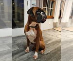 Small Boxer