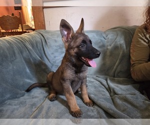 Medium Australian Shepherd-German Shepherd Dog Mix
