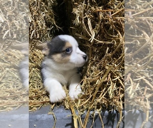 Pembroke Welsh Corgi Puppy for sale in SULLIVAN, IL, USA