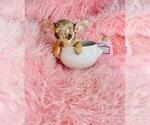 Small #1 Chihuahua