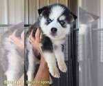 Small Photo #2 Pomsky Puppy For Sale in MIAMI, OK, USA