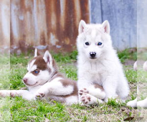 Siberian Husky-Wolf Hybrid Mix Puppy for sale in KEMP, TX, USA