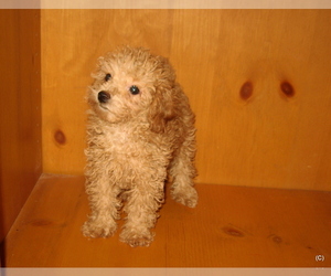 Poodle (Toy) Puppy for sale in BAKERSFIELD, CA, USA