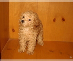 Image preview for Ad Listing. Nickname: Teddy Bear Male