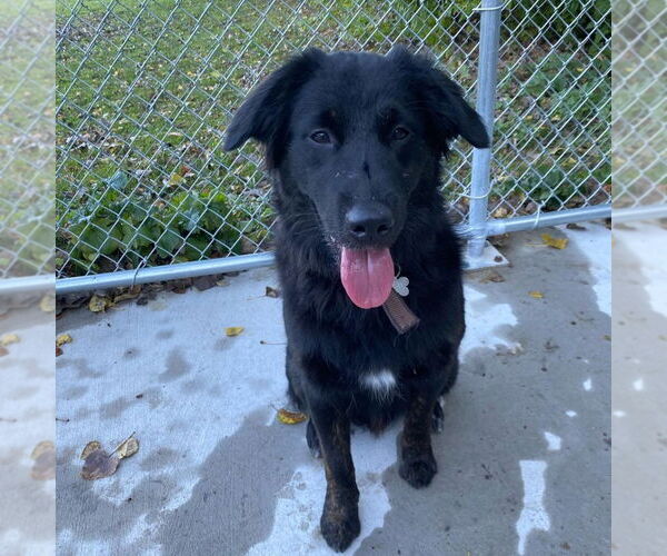 Medium Photo #2 Australian Retriever Puppy For Sale in Muskegon, MI, USA