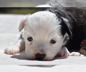 Miniature Australian Shepherd Puppy for sale in PALM COAST, FL, USA
