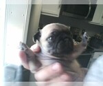 Small Photo #2 Pug Puppy For Sale in ROUND ROCK, TX, USA