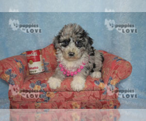 Aussiedoodle-Poodle (Toy) Mix Puppy for sale in SANGER, TX, USA