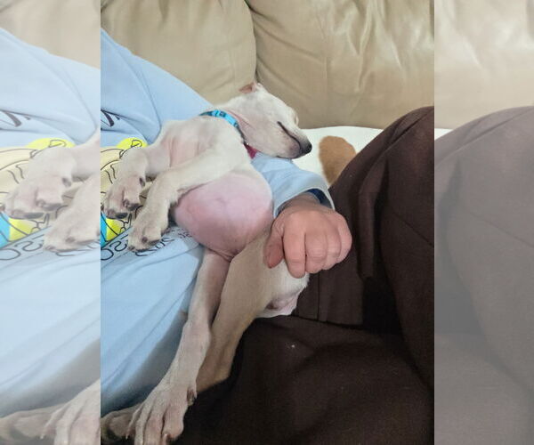 Medium Photo #3 Mutt Puppy For Sale in Winter, WI, USA