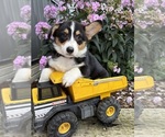 Small #4 Pembroke Welsh Corgi