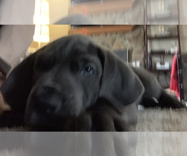 Medium Photo #6 Great Dane Puppy For Sale in ROAMING SHORES, OH, USA