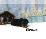 Small #9 Yorkshire Terrier
