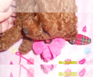 Poodle (Toy) Puppy for sale in DULUTH, GA, USA