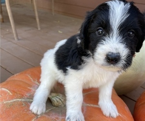 Bernedoodle Puppy for sale in MINBURN, IA, USA