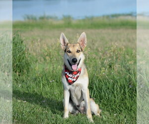 Harrison - Male German Shepherd Dog Dog for Adoption - Photo #30