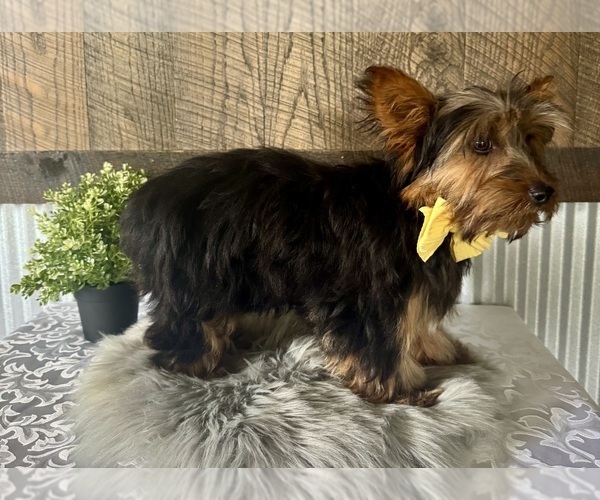 Medium Photo #4 Yorkshire Terrier Puppy For Sale in NAPPANEE, IN, USA