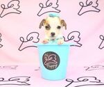 Small Photo #26 Chihuahua Puppy For Sale in LAS VEGAS, NV, USA