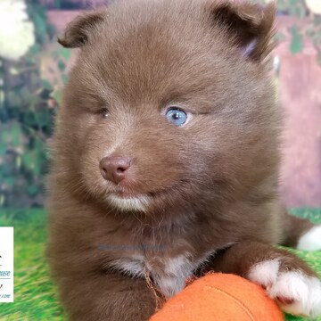 Medium Photo #2 Pomeranian-Pomsky Mix Puppy For Sale in ANDOVER, MN, USA