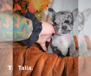 French Bulldog Puppy for sale in LAKELAND, FL, USA