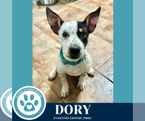 Mutt Dogs for adoption in Kimberton, PA, USA