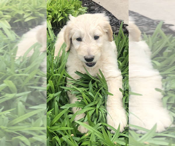 Medium Photo #5 Goldendoodle-Poodle (Standard) Mix Puppy For Sale in FORT SMITH, AR, USA
