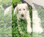 Small Photo #5 Goldendoodle-Poodle (Standard) Mix Puppy For Sale in FORT SMITH, AR, USA
