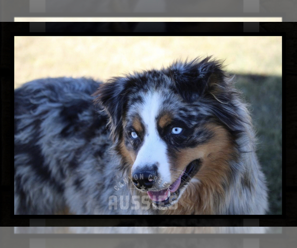 Medium Photo #1 Australian Shepherd Puppy For Sale in CIRCLEVILLE, UT, USA