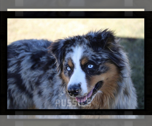 Father of the Australian Shepherd puppies born on 02/29/2020