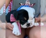 Small Photo #12 Bulldog Puppy For Sale in PEACHLAND, NC, USA
