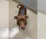 Small American Pit Bull Terrier Mix