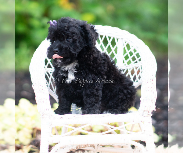 Medium Photo #53 Maltipoo (Miniature) Puppy For Sale in WARSAW, IN, USA